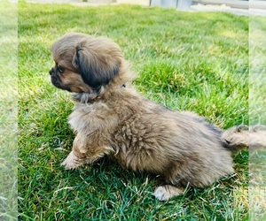 Pekingese Puppy for sale in STAR, ID, USA