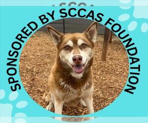 Siberian Husky-Unknown Mix Dogs for adoption in Santa Cruz, CA, USA