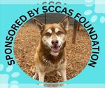 LUNA - Female Siberian Husky-Unknown Mix Dog for Adoption - Small photo