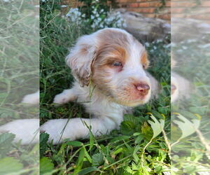 Cotralian Puppy for Sale in DECATUR, Illinois USA