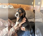 Small #2 Beagle