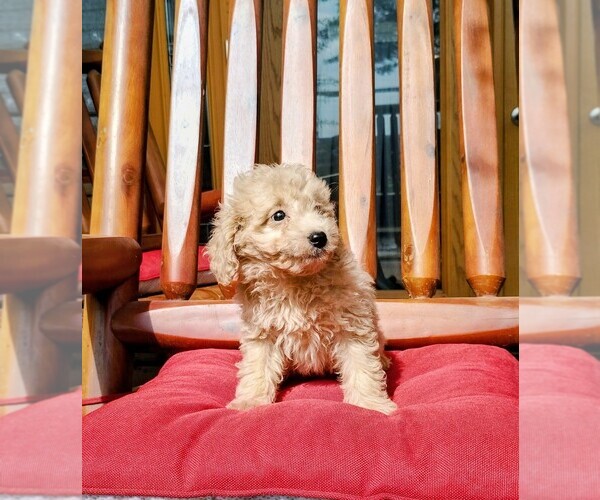 Medium Photo #4 Goldendoodle (Miniature) Puppy For Sale in HINCKLEY, MN, USA