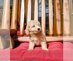 Small #3 Goldendoodle (Miniature)
