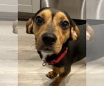 Small #4 Beagle Mix