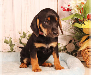 Labbe Puppy for sale in PENNS CREEK, PA, USA