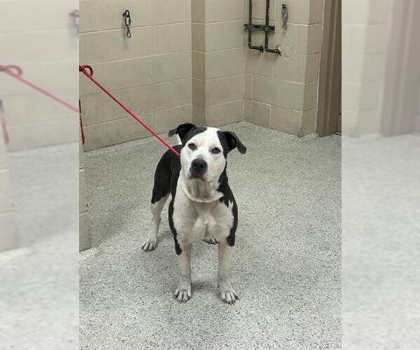 Medium Photo #1 American Pit Bull Terrier Puppy For Sale in Conroe, TX, USA