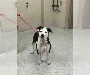 American Pit Bull Terrier Dogs for adoption in Conroe, TX, USA