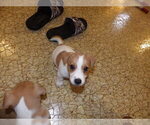 Small Photo #7 Jack Russell Terrier Puppy For Sale in CINCINNATI, OH, USA