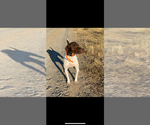 Small Photo #1 German Shorthaired Pointer Puppy For Sale in SAN BERNARDINO, CA, USA