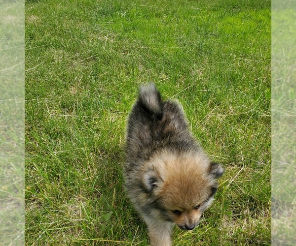 Medium Photo #9 Pomeranian Puppy For Sale in SAINT PAUL, MN, USA