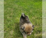 Small Photo #9 Pomeranian Puppy For Sale in SAINT PAUL, MN, USA