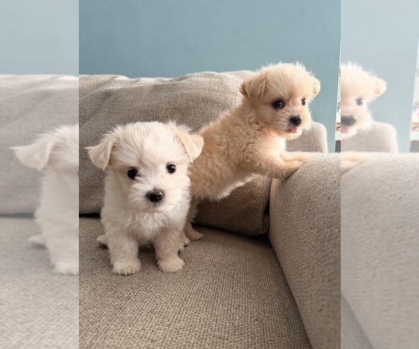 Medium Photo #1 Maltipoo (Toy) Puppy For Sale in ARCADIA, CA, USA