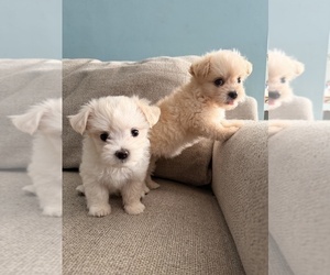 Maltipoo (Toy) Puppy for sale in ARCADIA, CA, USA