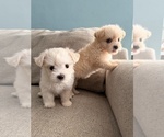 Maltipoo Puppy - Female Maltipoo (Toy) Puppy for Sale - Small photo