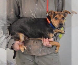 Fenton - Male Chipin Dog for Adoption - Photo #2