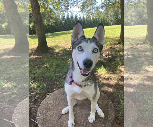 Medium Photo #2 Siberian Husky Puppy For Sale in Cumming, GA, USA