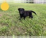 Small Photo #10 German Shepherd Dog Puppy For Sale in BOLIVAR, MO, USA