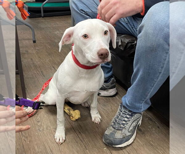 Medium Photo #9 Mutt Puppy For Sale in Canton, CT, USA