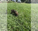 Small Photo #5 Boxer Puppy For Sale in WAUCHULA, FL, USA