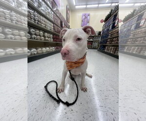 Sunshine - Female Mutt Dog for Adoption - Photo #3