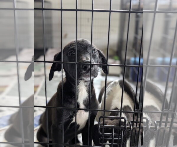 Medium Photo #2 Collie-Labrador Retriever Mix Puppy For Sale in SHERBURNE, NY, USA