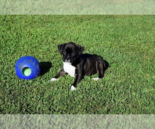 Medium Photo #13 Boxer Puppy For Sale in CHILHOWEE, MO, USA