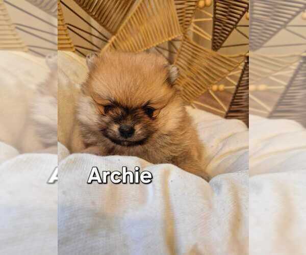 Medium Photo #5 Pomeranian Puppy For Sale in Winnipeg, Manitoba, Canada