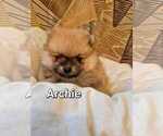 Litter of 4 - Male(s) and Female(s) PomeranianLitter of Puppies for Sale - Photo #5