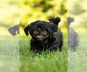 Shih Tzu Dogs for adoption in Spring Lake, NC, USA