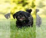 Small Shih Tzu