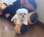 Small #2 Maltese