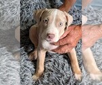 Small #6 American Bully