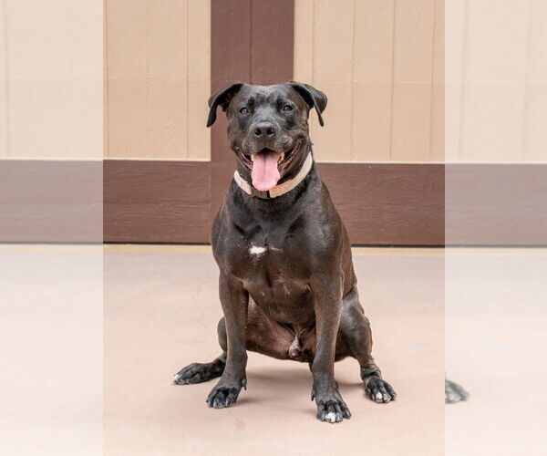 Medium Photo #2 American Staffordshire Terrier-Unknown Mix Puppy For Sale in Lake Forest, CA, USA