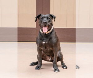 Radar - Adopt  Me! - Male American Staffordshire Terrier-Unknown Mix Dog for Adoption - Photo #2