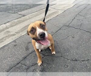 Bullboxer Pit Dogs for adoption in Riverside, CA, USA