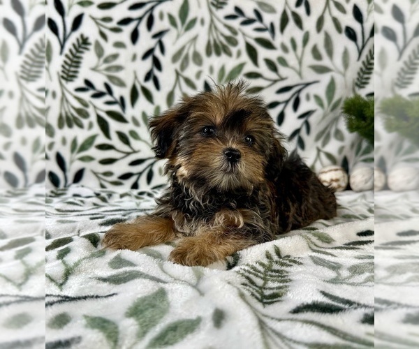 Medium Photo #5 Shorkie Tzu Puppy For Sale in GREENFIELD, IN, USA