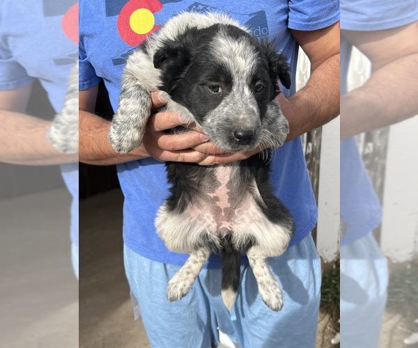 Medium Photo #4 Border Collie Puppy For Sale in PARKER, CO, USA