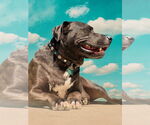 Small #1 Labrador Retriever-Plott Hound Mix