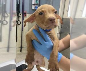 Mutt Dogs for adoption in Riverside, CA, USA