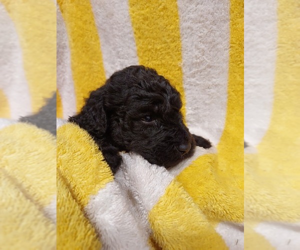 Medium Photo #34 Bordoodle Puppy For Sale in COPPERAS COVE, TX, USA