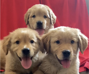 Golden Retriever Puppy for sale in SANTA ANA, CA, USA