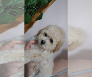 Poodle (Toy) Puppy for sale in WORCESTER, MA, USA