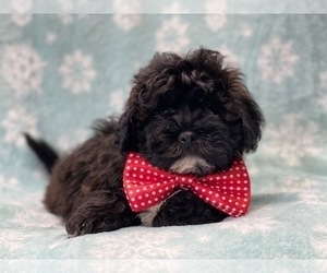 ShihPoo Puppy for sale in LAKELAND, FL, USA