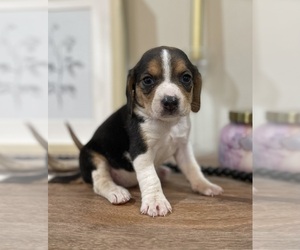 Beagle Puppy for sale in FORDLAND, MO, USA