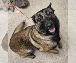 Mutt Dogs for adoption in Bakersfield, CA, USA