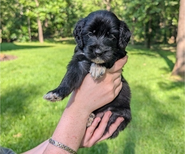 Medium Photo #36 Golden Mountain Doodle  Puppy For Sale in BROKEN ARROW, OK, USA