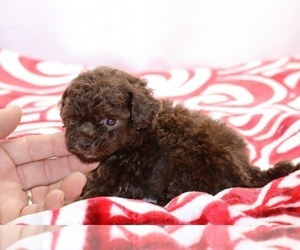 ShihPoo Puppy for sale in DYERSBURG, TN, USA