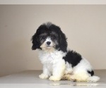 Small Photo #2 Havanese-Maltipoo Mix Puppy For Sale in SAN DIEGO, CA, USA