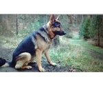 Small Photo #3 German Shepherd Dog Puppy For Sale in GASTON, OR, USA