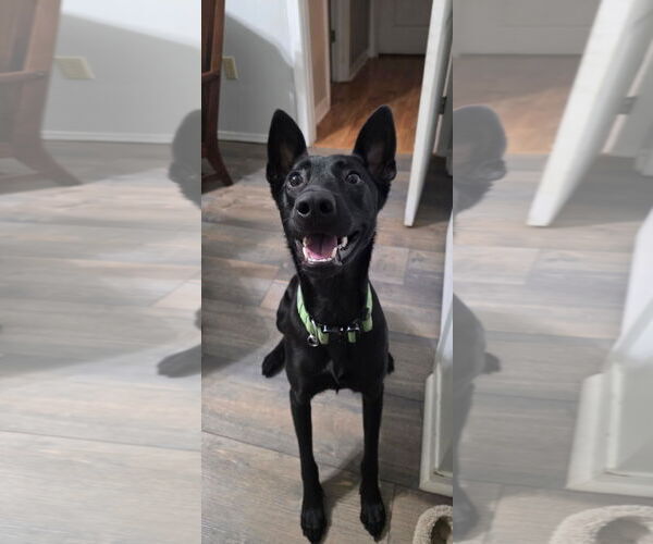 Medium Photo #3 Mutt Puppy For Sale in Stevens Point, WI, USA